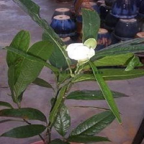 Cempaka Telur