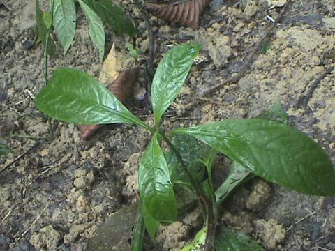 Daun Segugur