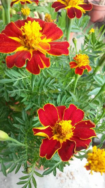 French Marigold