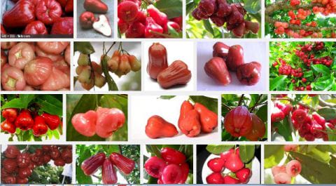 Jambu Air