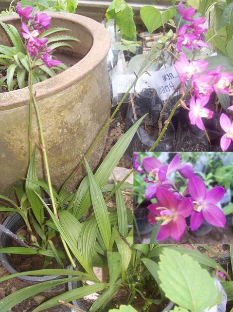 Orkid Pinang