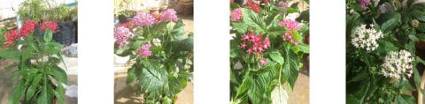 Bunga Pentas