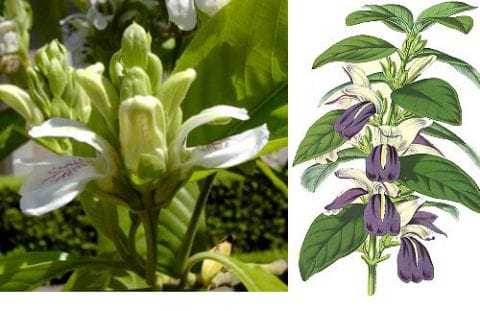 Kacang Malabar