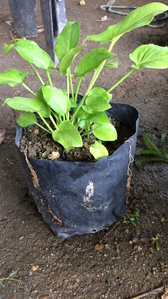 Keladi Tikus