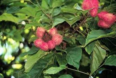 Kesumba
