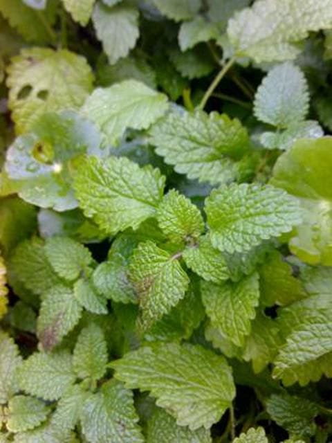 Lemon Balm