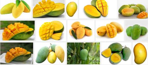 Mangga