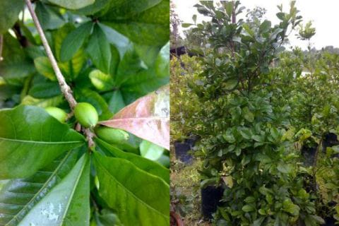 Pokok Ajaib