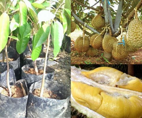 Durian Monthong