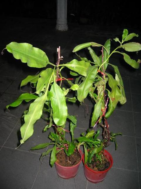 Periuk Kera