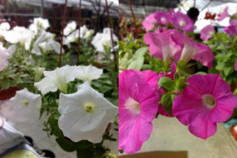 Petunia