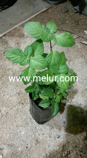 Pudina Australia