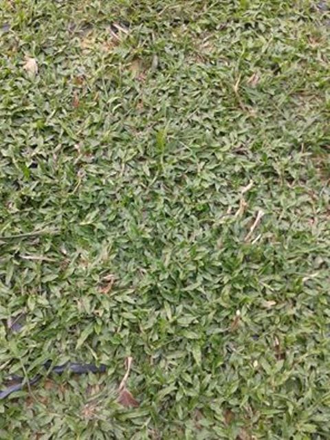 Rumput Pahit