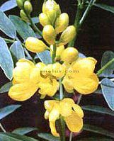 Senna Mekah