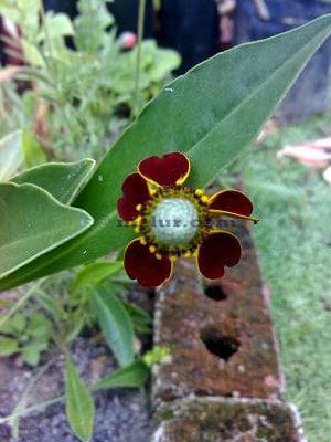 Mexican Hat
