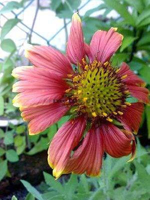 Gaillardia