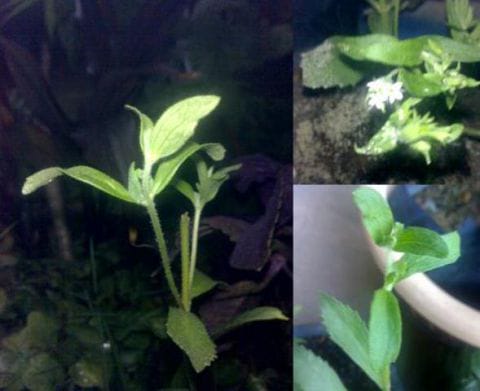 Stevia