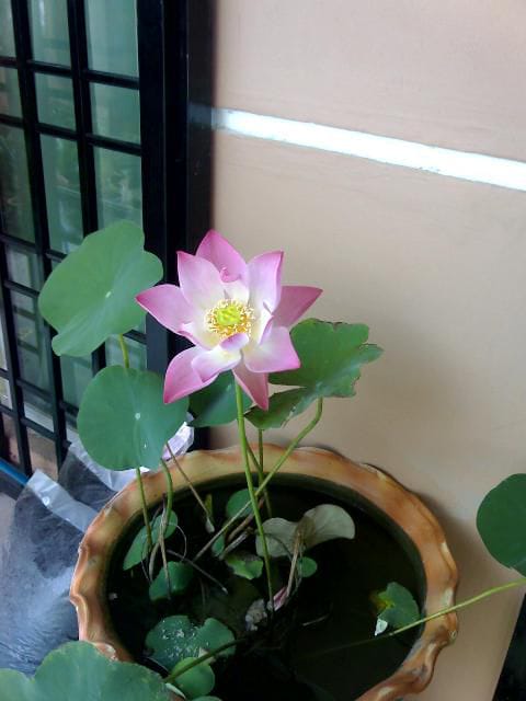 Teratai