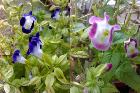 Bluewings