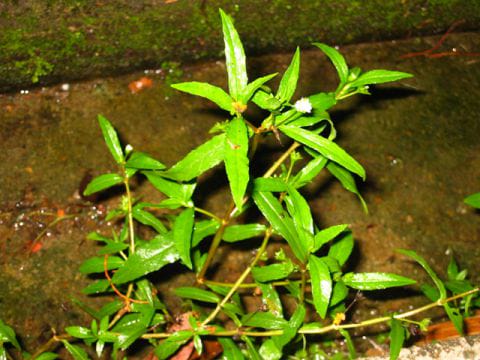Urang-Aring