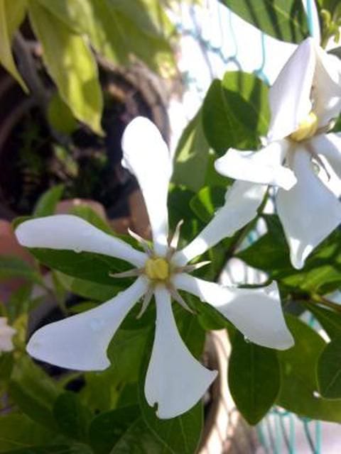 Bunga Melur Vietnam