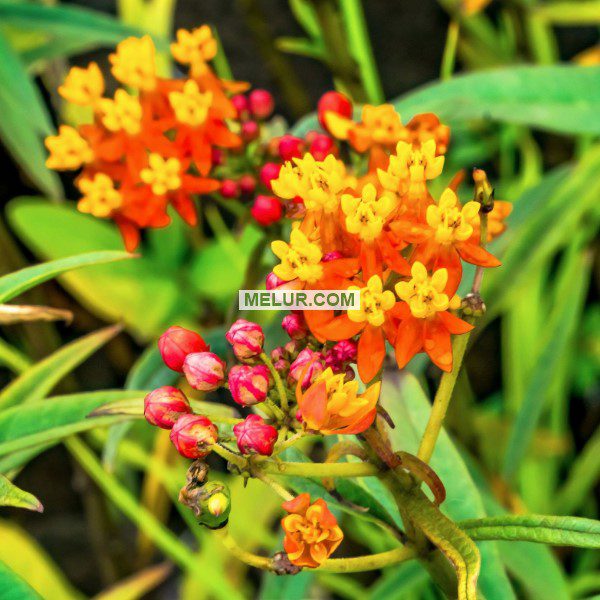 170Ml Pot Asclepias Currasiva "Silky Deep Red" Live Plant |Anak Pokok Kembang Emas (Milkweed) Bunga Merah