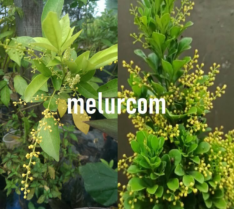 Aglaia Odorata Plant Sapling | Anak Pokok Bunga Manik (Mock Lemon)
