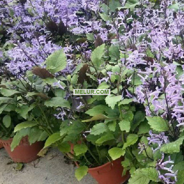 Ajuga Plant |Pokok Bunga Mona Lavender
