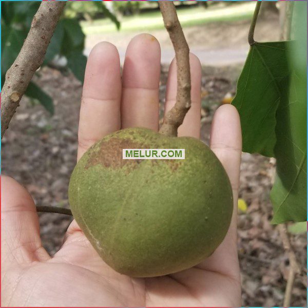Aleurites Moluccanus Sapling |Anak Pokok Buah Keras