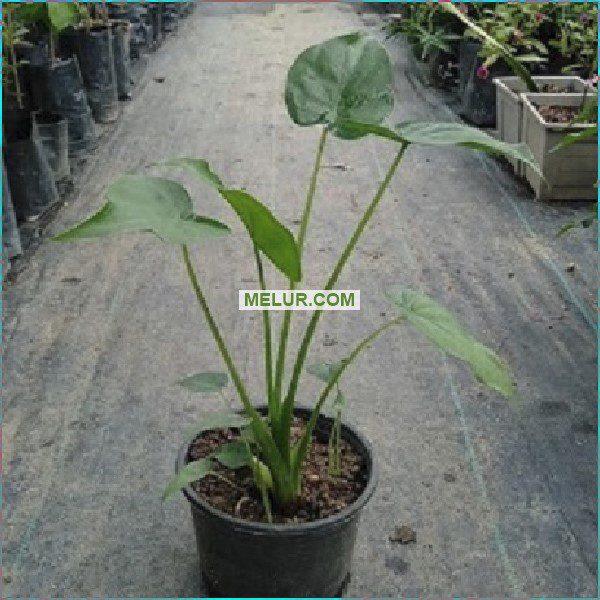 Alocasia Cuculata