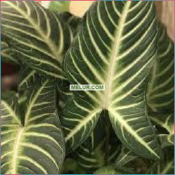 Alocasia Lindenii