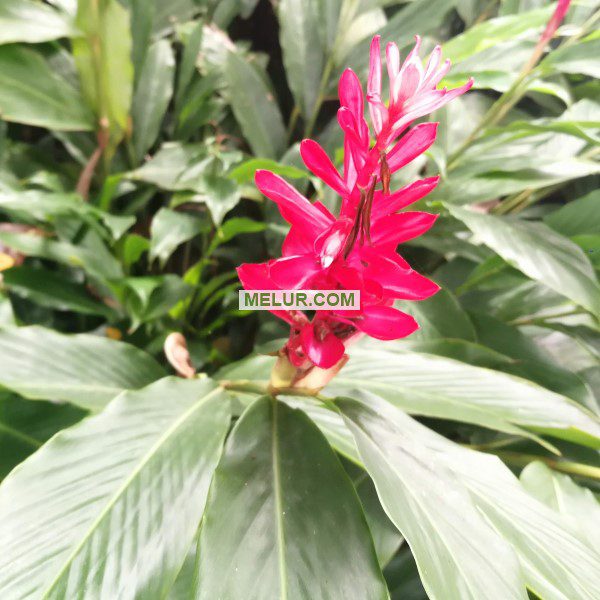 Alpinia Purpurata (Red Ginger Sapling) | Anak Pokok Halia Merah