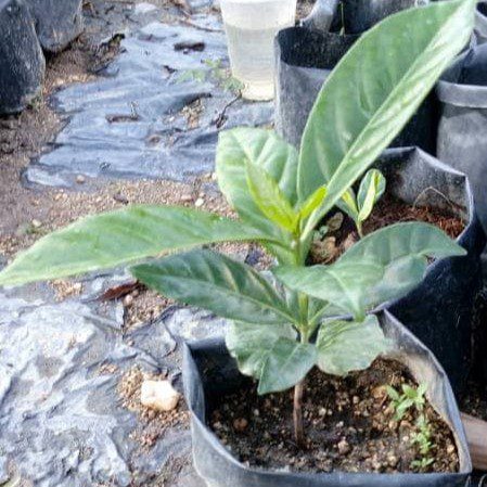 Anak Benih Kopi Catimor
