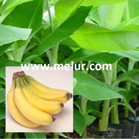 Anak Pisang Berangan