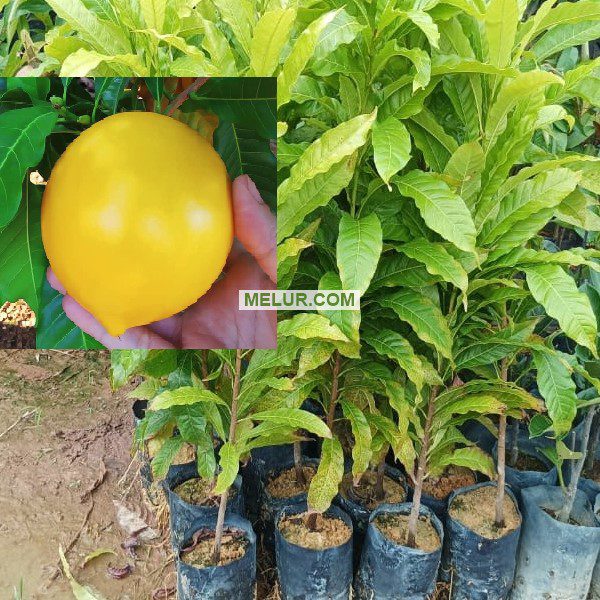 Anak Pokok Abiu | Pouteria Caimito  Seedling