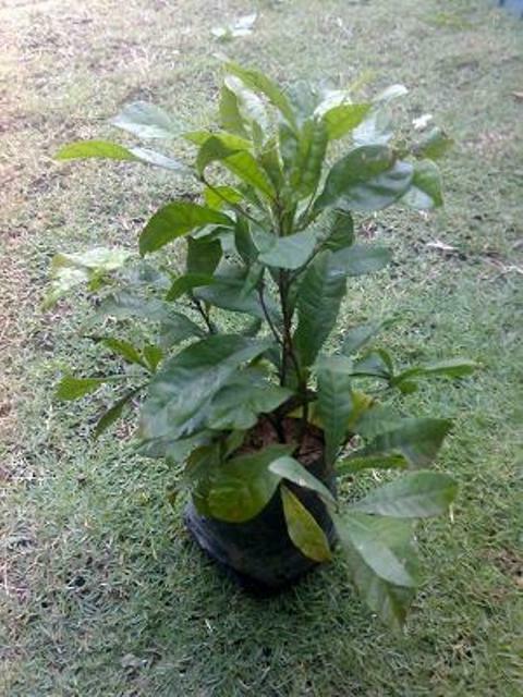 Anak Pokok Ajaib | Miracle Berry Plant Sappling
