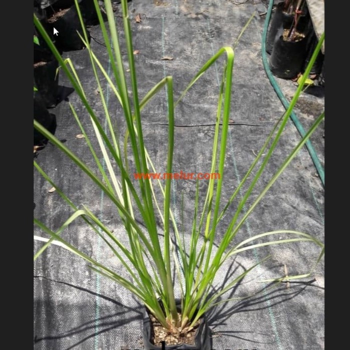 Anak Pokok Akar Wangi | Vetiver Root | Vetiver Grass Dalam Polibag 6X9