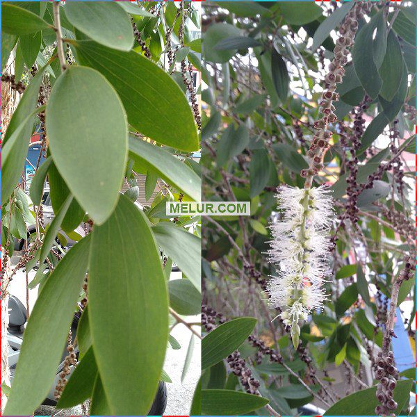 Anak Pokok Akasia Longifolia