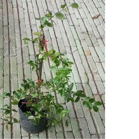 Anak Pokok Anggur Brazil