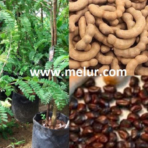 Anak Pokok Asam Jawa Manis  (Kahwin)