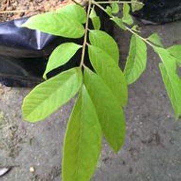 Anak Pokok Asam Kuang