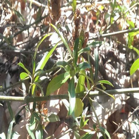 Anak Pokok Badang Hitam