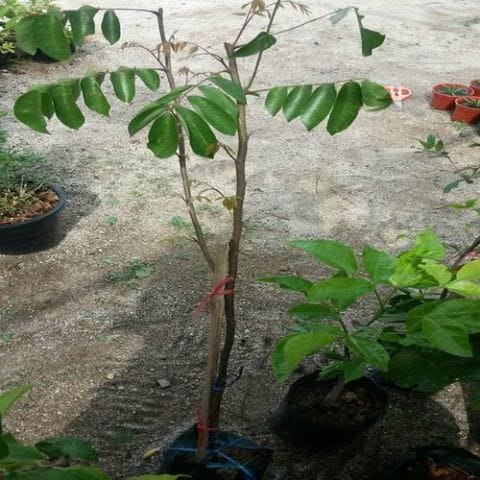 Anak Pokok Belimbing Madu (Kahwin) | Polibag 6X9