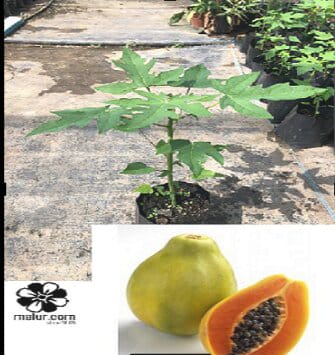 Anak Pokok Betik Solo