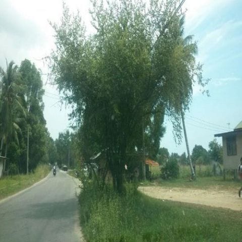 Anak Pokok Bidara Berduri