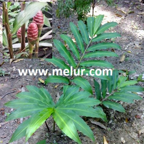 Anak Pokok Bonglai Hitam