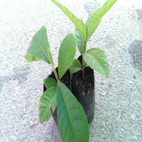 Anak Pokok Buah Tarap