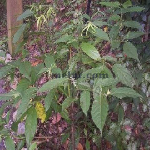 Anak Pokok Bunga Kenanga
