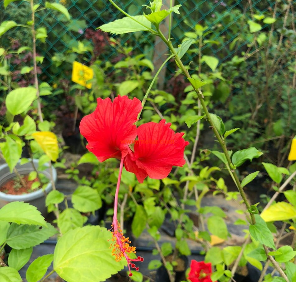 Anak Pokok Bunga Raya Merah (Bunga Kebangsaan Malaysia)
