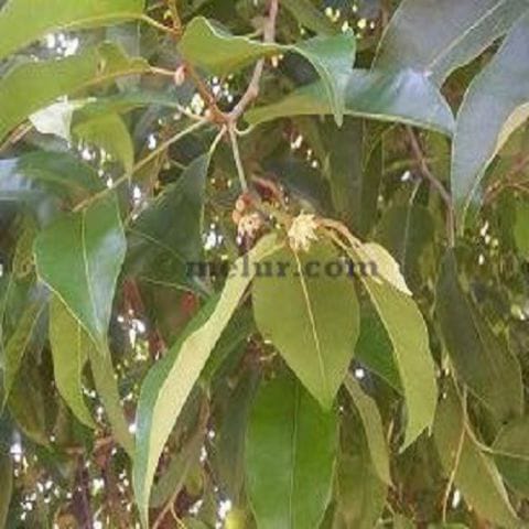 Anak Pokok Bunga Tanjung